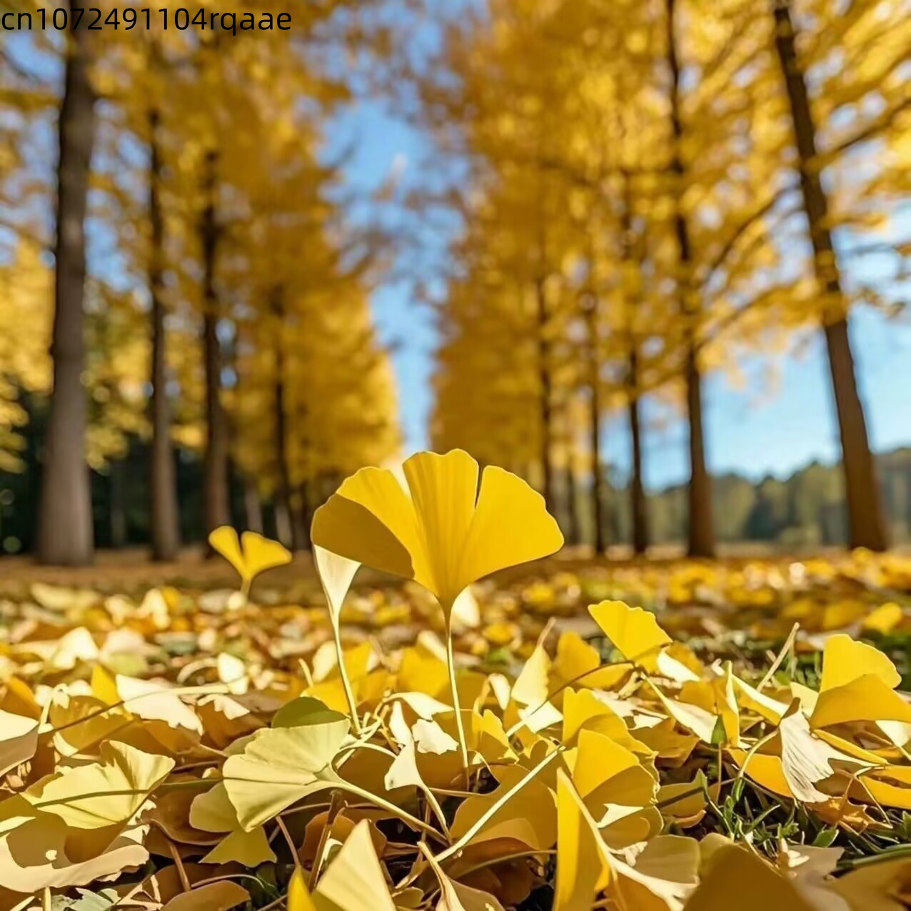 Home Decor Rattan - Natural Ginkgo Biloba Dried Leaves Natural