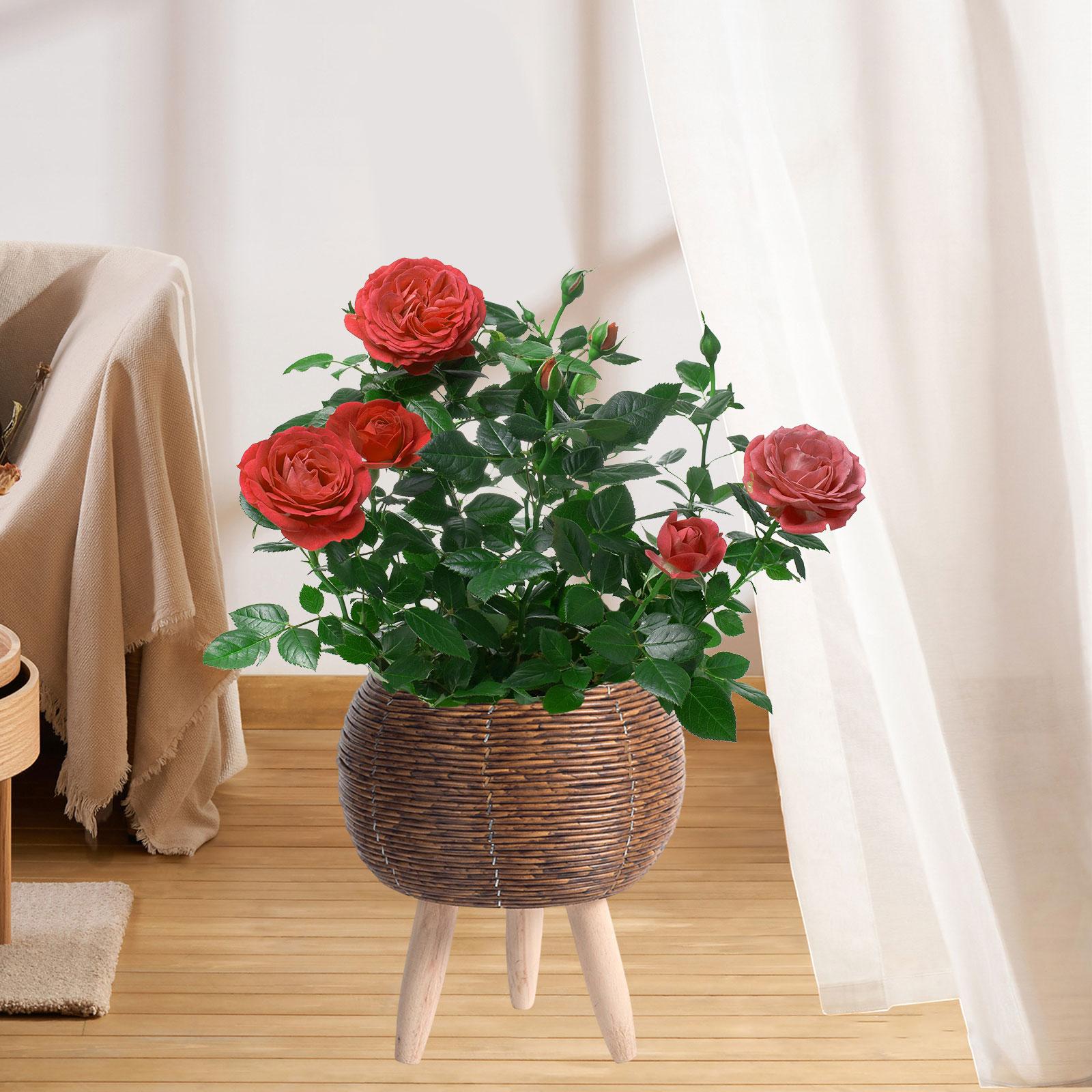Woven Basket with Stand Indoor - đánh giá và giá Home Decor Rattan