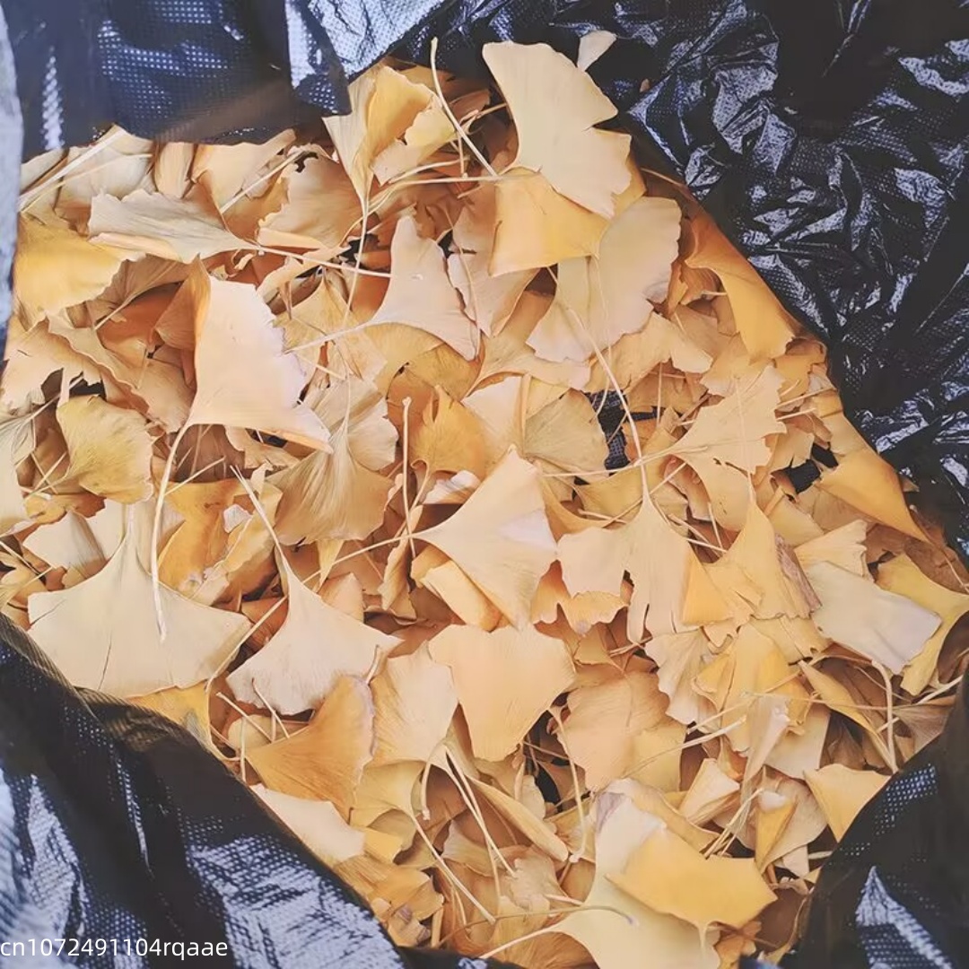 Natural Ginkgo Biloba Dried Le - đánh giá và giá Home Decor Rattan