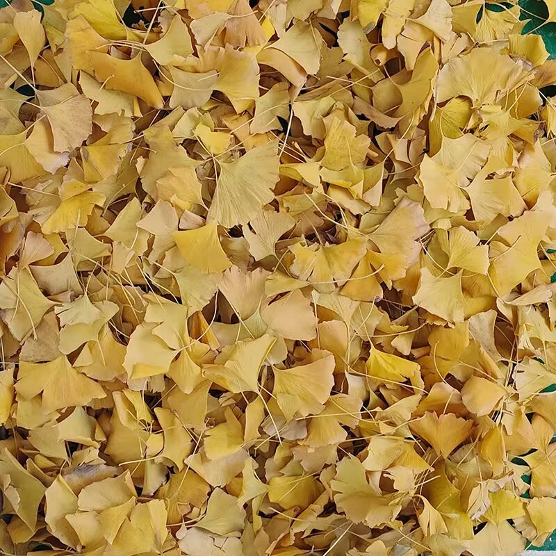 Natural Ginkgo Biloba Dried Le - đánh giá và giá Home Decor Rattan