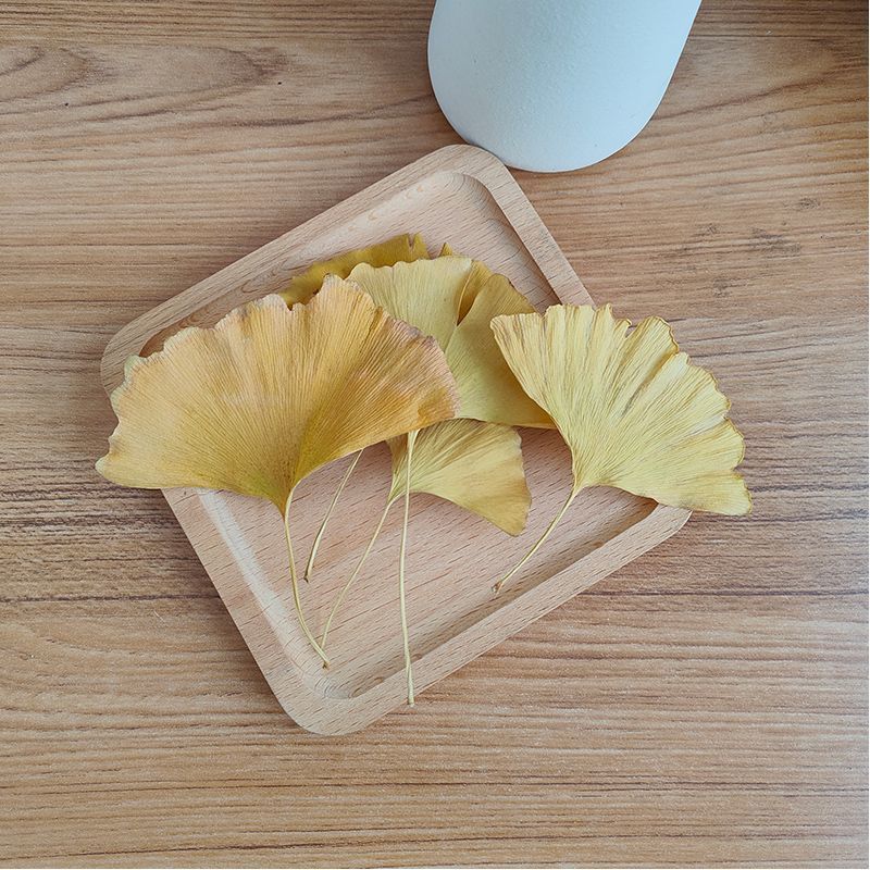 Natural Ginkgo Biloba Dried Le - đánh giá và giá Home Decor Rattan
